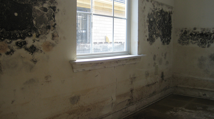 Mold growth inside home. Black mold. Stachybotrys. Chaetomium.
